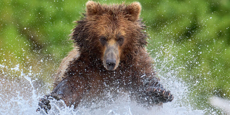 Fly-Out Edition: Fishing Brown Bears of Katmai - A Wildlife Photography Tour & Expedition by Sharp Wildlife Photography